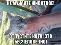 не мучайте животное! отпустите кота! это бесчеловечно!