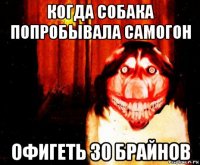 когда собака попробывала самогон офигеть 30 брайнов