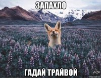 запахло гадай трайвой