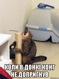  коли в донкі конг не допригнув