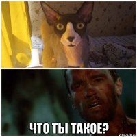  что ты такое?