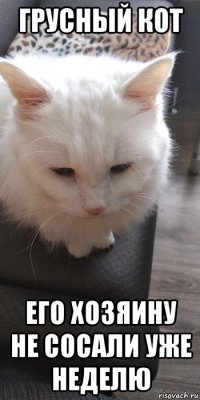 грусный кот его хозяину не сосали уже неделю