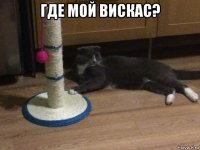 где мой вискас? 
