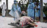 спа 