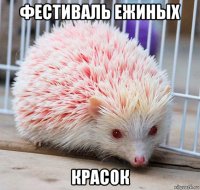 фестиваль ежиных красок