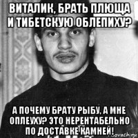 виталик, брать плюща и тибетскую облепиху? а почему брату рыбу, а мне оплеуху? это нерентабельно по доставке камней!