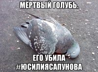мёртвый голубь. его убила #юсилиясапунова