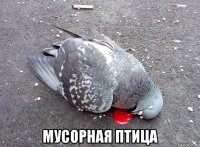  мусорная птица