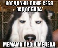когда уже даже себя задолбала мемами про шмелёва