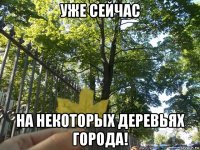 уже сейчас на некоторых деревьях города!