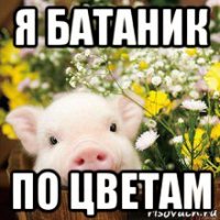 я батаник по цветам