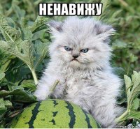 ненавижу 