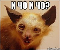 и чо и чо? 