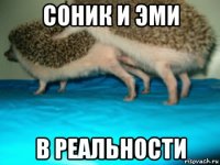 соник и эми в реальности