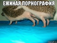 ежиная порнография 