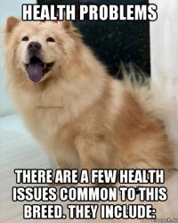 health problems there are a few health issues common to this breed. they include: