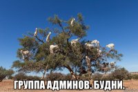  группа админов. будни.