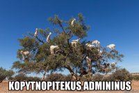  kopytnopitekus admininus