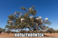  копытнопитек