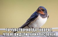  то чувство, когда говорят, что не видели таких ласточек
