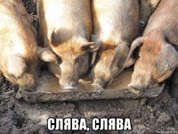  слява, слява