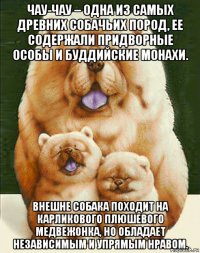 чау-чау – одна из самых древних собачьих пород, ее содержали придворные особы и буддийские монахи. внешне собака походит на карликового плюшевого медвежонка, но обладает независимым и упрямым нравом.