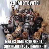 здравствуйте! мы из общественного движения (стоп-панин!)