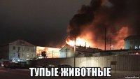  тупые животные