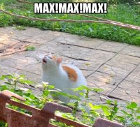 max!max!max! 