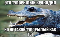 это тупорылый крокодил но не такой тупорылый как ты