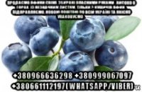 продаємо яфини свіжі, збирані власними руками . високо в горах . із незначним листям, тільки з кущиків яфин . відправляємо, новою поштою по всій україні та якісно упаковуємо . +380966636298 +380999067097 +380661112197 (whatsapp/viber)