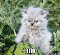  зло
