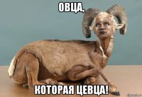 овца, которая цевца!