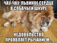 чау-чау: львиное сердце в собачьей шкуре недовольство проявляет рычанием...