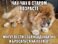 чау-чау в старом возрасте могут вести себя неадекватно и бросаться на хозяев!