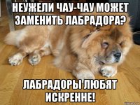 неужели чау-чау может заменить лабрадора? лабрадоры любят искренне!