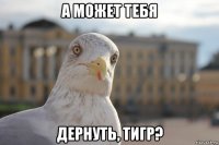 а может тебя дернуть, тигр?