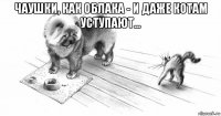 чаушки, как облака - и даже котам уступают... 