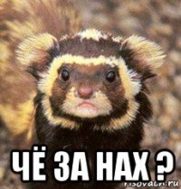  чё за нах ?