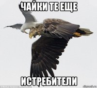 чайки те еще истребители