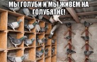 мы голуби и мы живём на голубятне! 