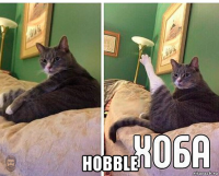  hobble