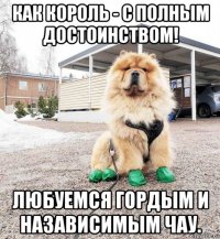 как король - с полным достоинством! любуемся гордым и назависимым чау.