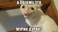 а почему это мурик дурак?