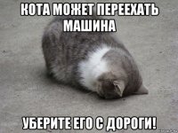 кота может переехать машина уберите его с дороги!