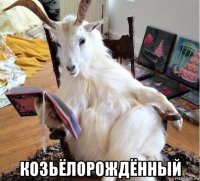  козьёлорождённый