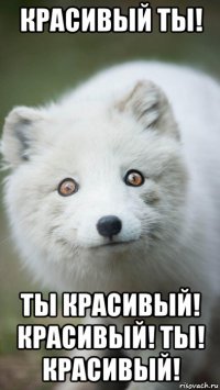 красивый ты! ты красивый! красивый! ты! красивый!