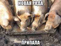 новая рада припала