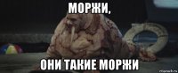 моржи, они такие моржи