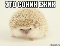 это соник ежик 